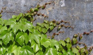 哪些花植物能爬墙（哪些花植物能爬墙壁）