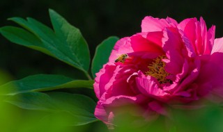 各国的国花是什么花 各国的国花是什么花及介绍