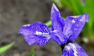 兰花花谢了以后该怎么办（兰花花谢之后怎么处理）