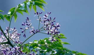 楝花花代表什么寓意（楝花的花语是什么）
