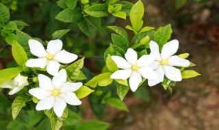 栀子花黄叶掉花苞是什么原因（栀子花黄叶掉花苞是什么原因呢）
