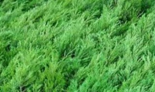 墓地绿化树苗有哪几种 墓地绿化树苗有哪几种颜色