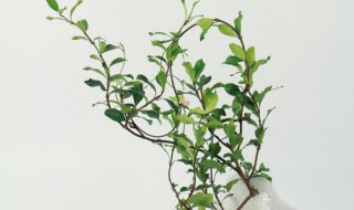 盘龙桂和风车茉莉的区别 风车茉莉和盘龙香是一种植物吗