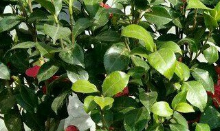 茶花树枯死的补救办法 茶花树落叶怎么补救
