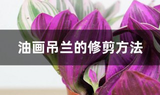 油画吊兰的修剪方法 油画吊兰怎么剪枝