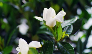 栀子花用土还是沙子（栀子花用土还是沙子好）