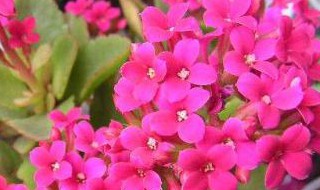 长寿花如何修剪开花多（长寿花如何修剪开花多?）