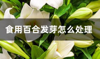 食用百合发芽怎么处理（食用百合发芽了）