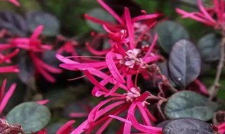 红花继木枯萎的原因是啥 红花继木为什么枯叶后再枯枝