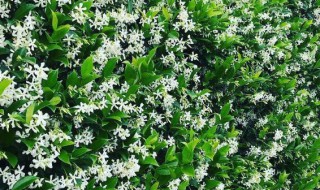 风车茉莉驱蚊虫吗?（风车茉莉招蚊虫）
