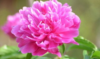 芍药花瓣怎样晒干 芍药花瓣怎样晒干的