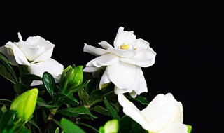 栀子花浇水加白醋还是食用醋（栀子花可以加白醋浇水吗）