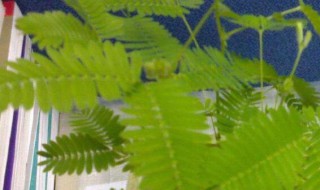 有特异功能的植物 有特异功能的植物叫什么