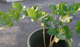 网购回来的茉莉花怎么种（新买收到的茉莉花怎样栽种）