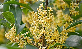 桂花种子怎样育苗（桂花种子怎样育苗的）