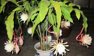 昙花怎么修剪才利于开花（昙花如何剪枝才能开花）