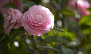 深水醒花什么意思（深水醒花的深水是什么意思）