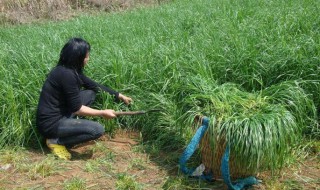 草籽种子怎么种植（草种子如何种植）