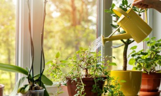 庭院四季常青低矮植物 庭院四季常青低矮植物 常绿