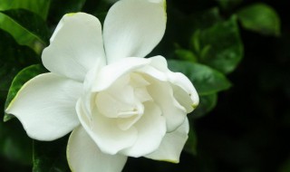 栀子花的花期多长时间 栀子花花期多长时间一年开几次花