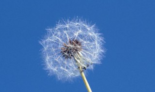 尖裂假还阳参和蒲公英的区别（尖裂假还阳参的药用价值）