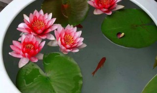 种睡莲需要多深的盆（种睡莲需要多深的盆才能种）