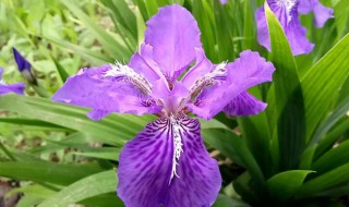 紫色鸢尾花隐藏花语（紫色鸢尾花隐藏花语的故事）