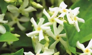 风车茉莉有毒吗?可以家养吗 风车茉莉有毒吗?可以家养吗