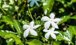风车茉莉的叶子一碰就掉（风车茉莉的叶子一碰就掉落）