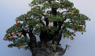 金弹子阴芽生桩怎么栽（金弹子阴芽生桩栽在土里）