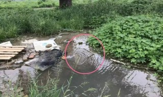 小墨蚊怎么消灭小窍门 墨蚊子用什么办法驱除