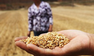 如何保障我国粮食安全（如何保障我国粮食安全地理）