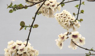 清明时节开什么花 清明时节开什么花