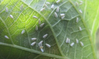 白粉虱消灭小窍门（白粉虱消灭小窍门视频）