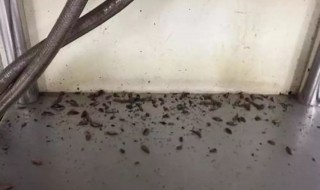 下水道小飞虫怎么消灭小窍门 下水道小飞虫怎么消灭小窍门图片