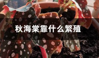 秋海棠用什么繁殖 秋海棠用什么繁殖甘薯用什么繁殖