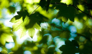 2021年初伏是几月几号（2021年末伏是几月几号）