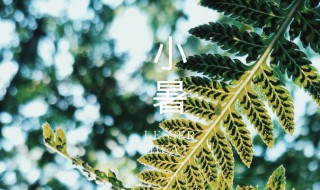 小暑种什么花（小暑的植物有什么）