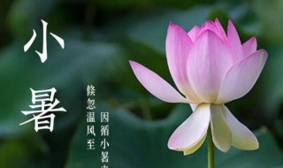 小暑是初伏吗 小暑是暑伏开始吗