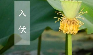 初伏中伏末伏是什么意思（入伏中伏末伏是什么意思）