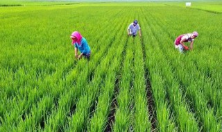 小暑农事有哪些（小暑农民干什么）