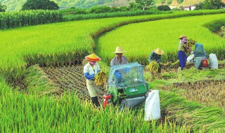 暑农事有什么需要注意 处暑农民在干嘛?