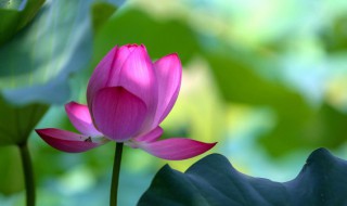 2021年头伏是哪天 2021年头伏是哪天?