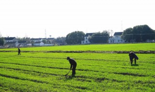 2021年大暑农事注意事项（2021年大暑农历）