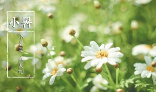 大暑小暑哪个在前（大暑和小暑哪个在前）