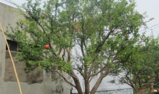 石榴树不发芽怎么补救?（石榴树不发芽怎么补救措施）