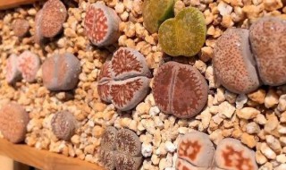 生石花蜕皮怎么养护?（生石花蜕皮期怎么养护）