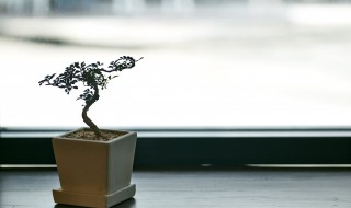 花土里有白蚁怎么办? 花园土里有白蚂蚁怎么办