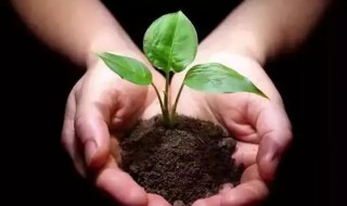 花肥怎么施更有效果? 花肥怎么施更有效果视频