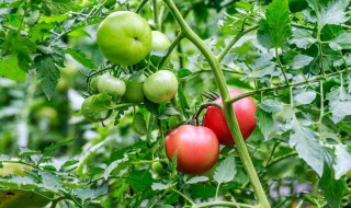 西红柿开花结果期怎么施肥和管理?（西红柿在开花结果了需要施肥吗）